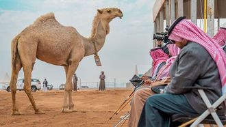 الكشف عن الفائزين بمهرجان الهجن في حائل