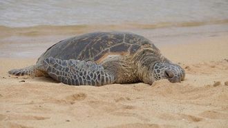 First Green Turtle Nest In Abu Dhabi