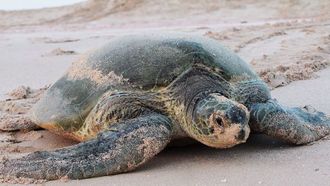 Abu Dhabi's First Green Turtle Nest Found