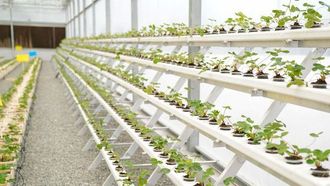 مهرجان حتا يحتفل بالزراعة المستدامة