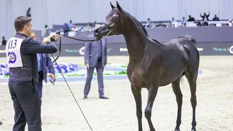 205 Horses In Dubai Horse Championship
