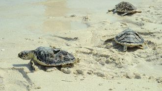 أبوظبي عاصمة البيئة العربية 2023