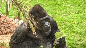 حديقة الحيوان بالعين تعزز الثروة النباتية