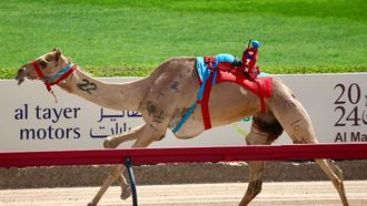 جمال الرئاسة تفوز بجائزة كبيرة في المهرجان