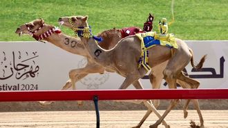2024 مهرجان المرموم لسباق الهجن