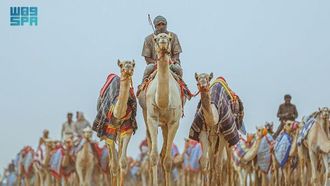 AlUla Camel Cup 2024 Highlights