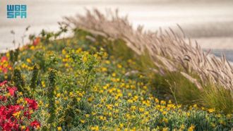 زهر ربيع الجوف العطري
