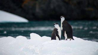 اكتشاف أنفلونزا الطيور في القارة القطبية الجنوبية