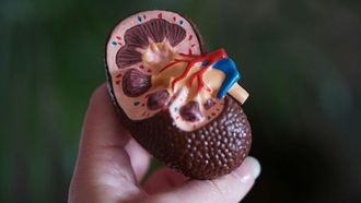 الكشف المبكر عن أمراض الكلى شديدة الخطورة