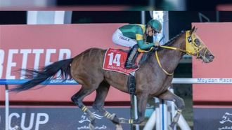 الخيول جاهزة لكأس دبي 2024