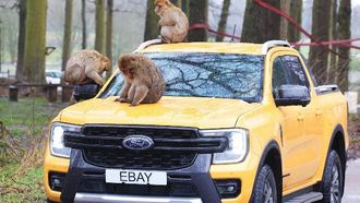 EBay's Unique MOT Prep At Woburn Safari
