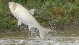 Consortium Fights Invasive Carp