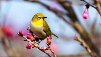 الحيوانات المفترسة الطبيعية تعزز الزراعة