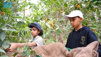 Orange Picking Joy In AlUla