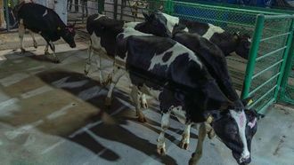 الأبقار العضوية تصل إلى مزرعة الشارقة