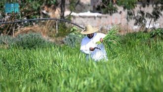 التقاليد الرمضانية في جميع أنحاء المملكة العربية السعودية