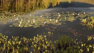 Scotland's Rewilding Nation Bid