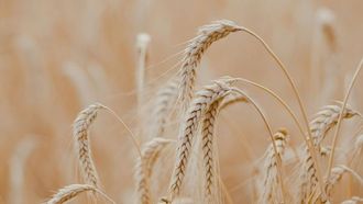 روسيا تتصدر صادرات القمح العالمية