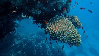 Saudi’s Red Sea: A Diver’s Paradise