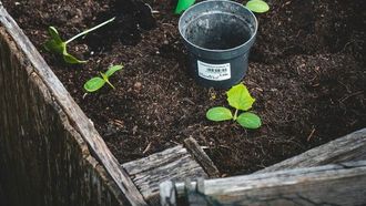 UAE Gardening: Nurturing Indoor Greenery