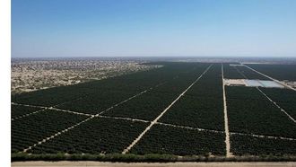 Unifrutti Acquires Bomarea And AvoAmerica Peru