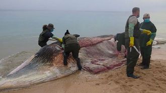 Study Links Pollutants To Whale Deaths In Sharjah