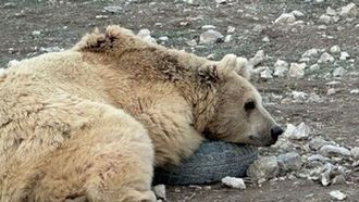 World Bear Day: Rescued Bear's Joy