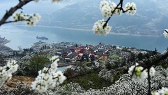 Wushan Plum Festival Charms Visitors