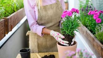 7 Best Veggies For Your Balcony
