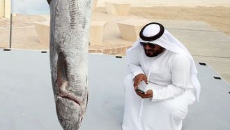 Al Dhafra Kingfish Finale In April 2024