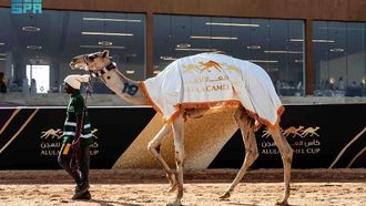 أبرز فعاليات اليوم الثالث لكأس العلا للهجن