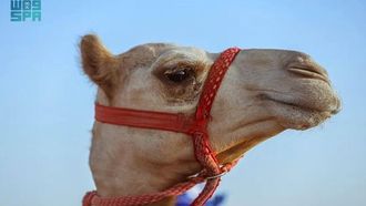 AlUla Camel Cup Prizes Top SAR 80M