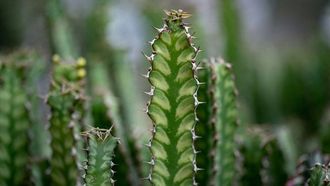 أظهرت الدراسات أن الأنظمة الغذائية القديمة كانت تفضل النباتات