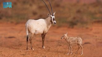 Arabian Oryx Conservation Efforts