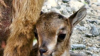 First Arabian Tahr Born In Sharjah