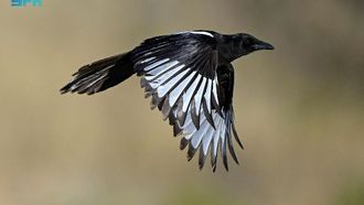 Saving The Asir Magpie