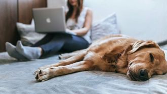 الكلاب في السرير قد تقلل من جودة النوم