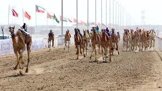 انطلاق سباقات الهجن في الوثبة