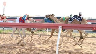 سباقات الفطام الجديدة في الذيد