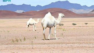 الإبل والتراث العربي