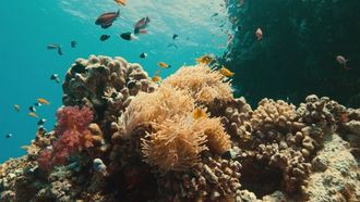Coral Conservation Documentary Announced