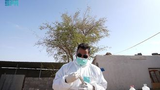 حملة تطعيم الماشية الرئيسية في تبوك