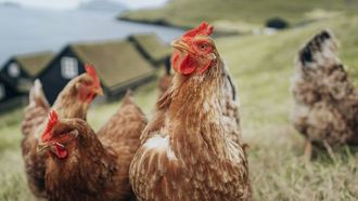 منظمة الصحة العالمية تحذر من خطر فيروس H5N1 على البشر