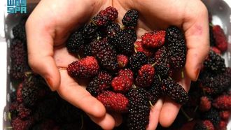 التوت الحساوي الموسمي يزدهر في الأحساء