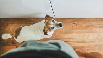 Health Perks Of Owning A Dog