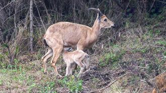 New Ibex Births At Shukran Park