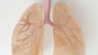 التواصل بين الرئتين والدماغ في حالات العدوى