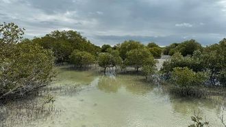 زراعة 850 ألف شجرة منغروف في مؤتمر الأمم المتحدة المعني بتغير المناخ (COP28).