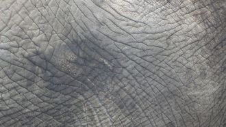 التنقل في الفقاع: التشخيص والإدارة