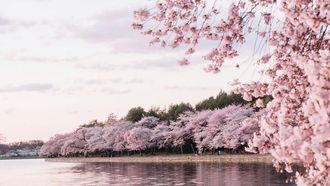 Top 2024 Cherry Blossom Spots